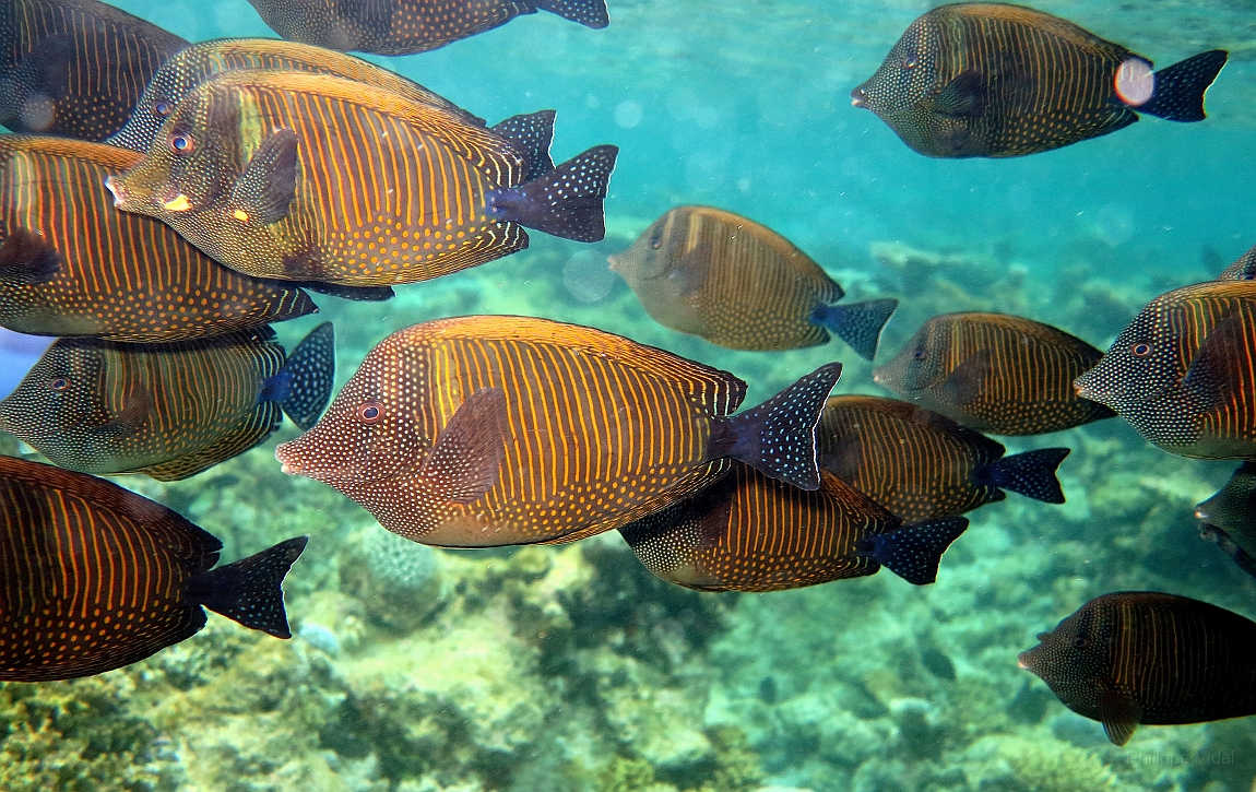IMG_1002rfn_Maldives_Madoogali_House reef_Poissons chirurgiens voile_Zebrasoma veliferum.jpg
